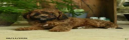 Cavapoo dogs for sale: River - Ad 3