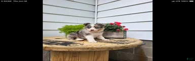 Miniature Australian Shepherd 2