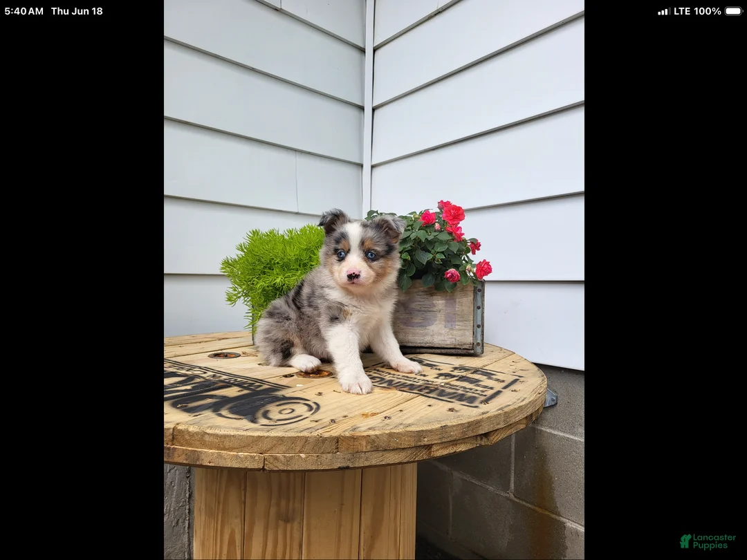 Miniature Australian Shepherd dogs for sale: Miniature Australian Shepherd 2 - Ad 1