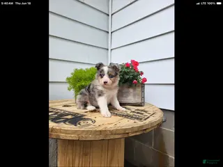 Miniature Australian Shepherd dogs for sale: Miniature Australian Shepherd 2 - Ad 1