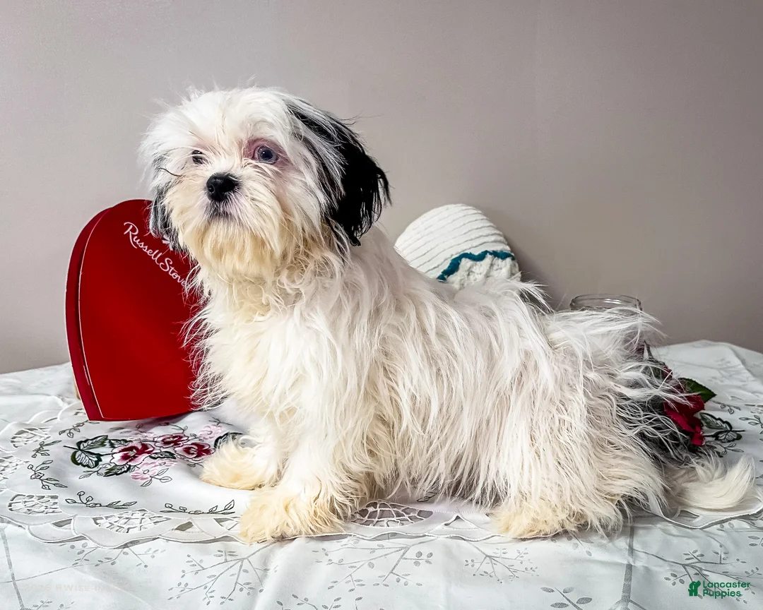 Shih Tzu dogs for sale: Lanetta - Ad 3