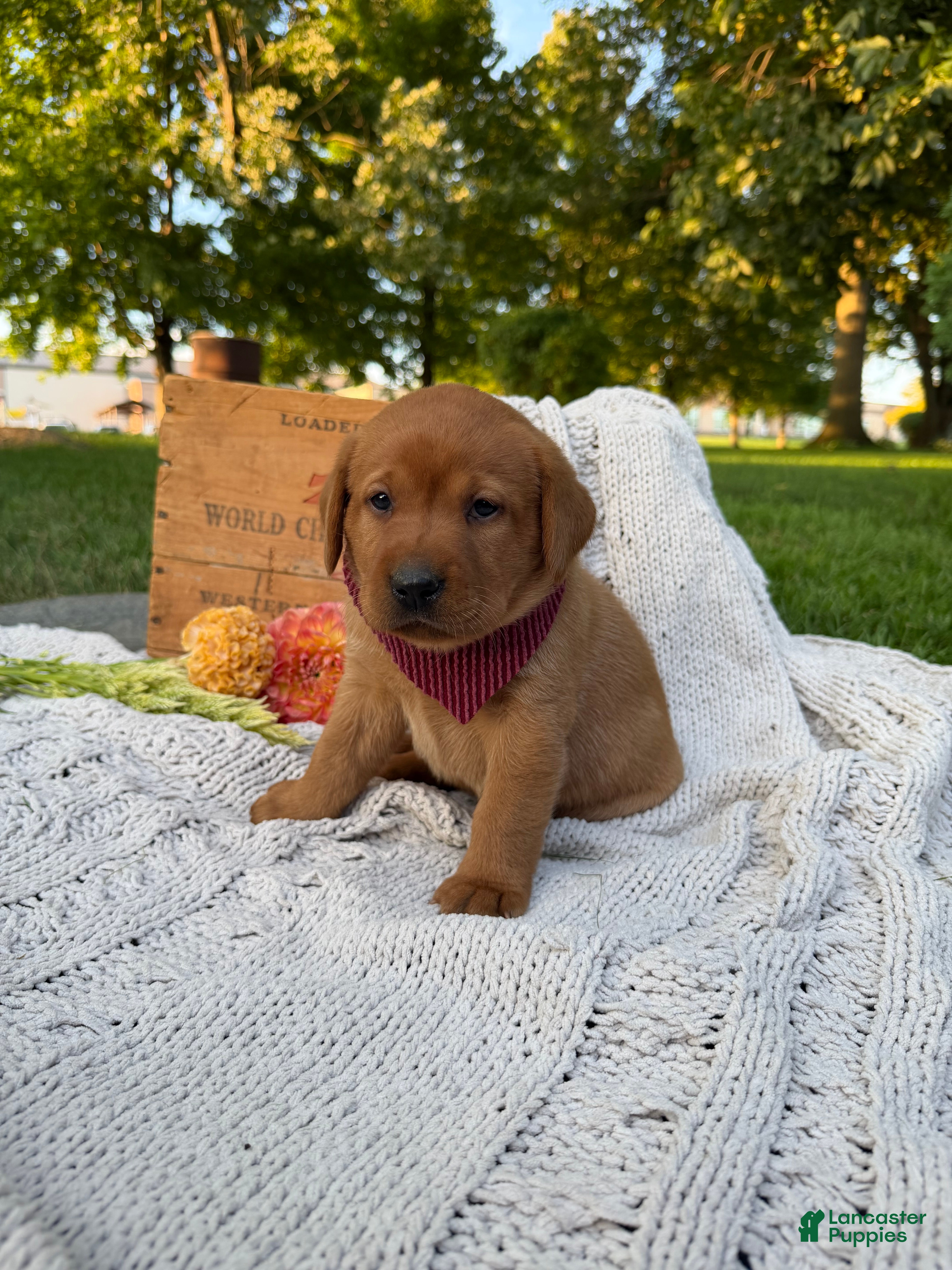 Labrador Retriever dogs for sale: Honey - Ad 1