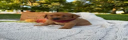 Labrador Retriever dogs for sale: Honey - Ad 1