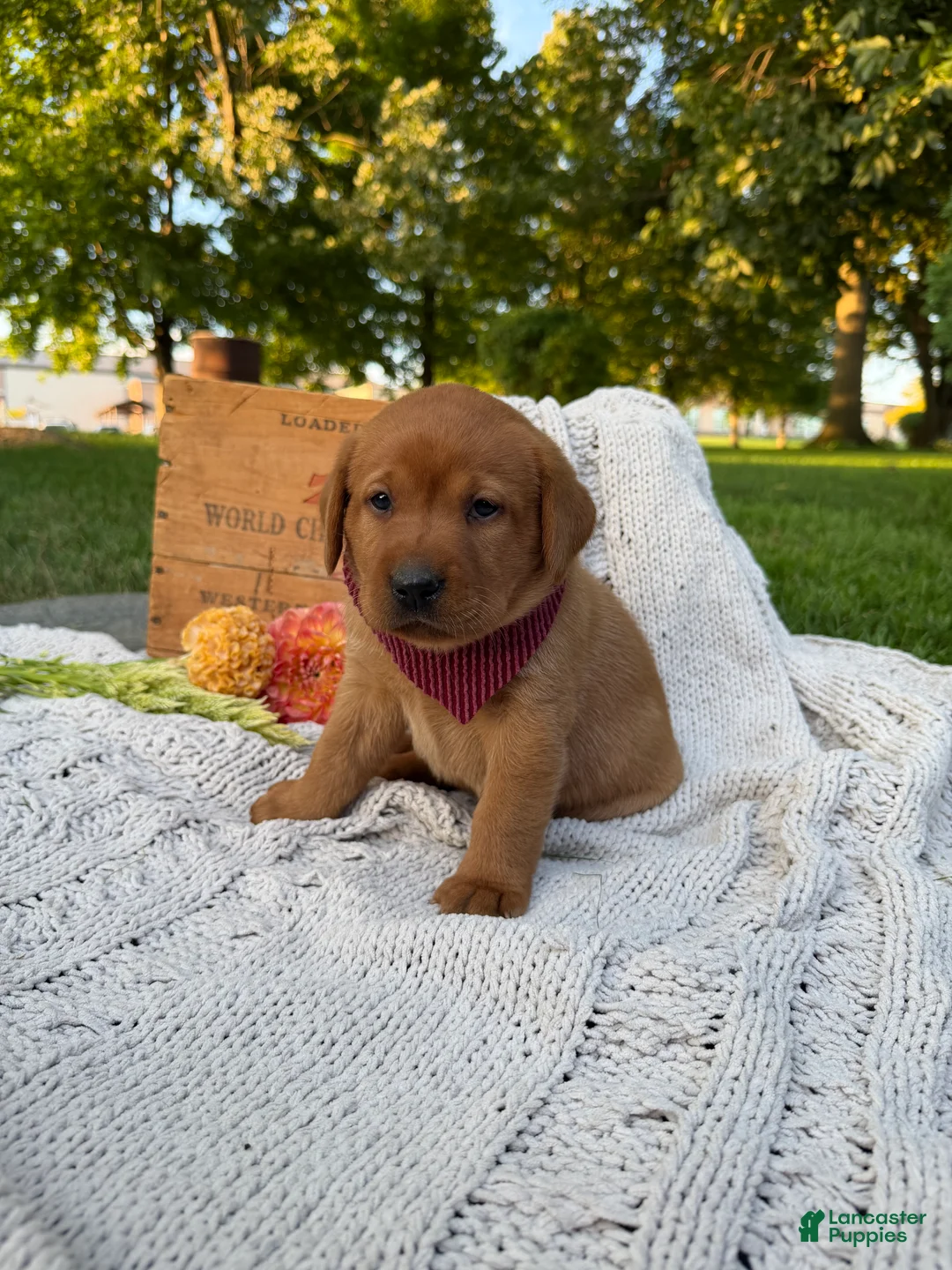 Labrador Retriever dogs for sale: Honey - Ad 1