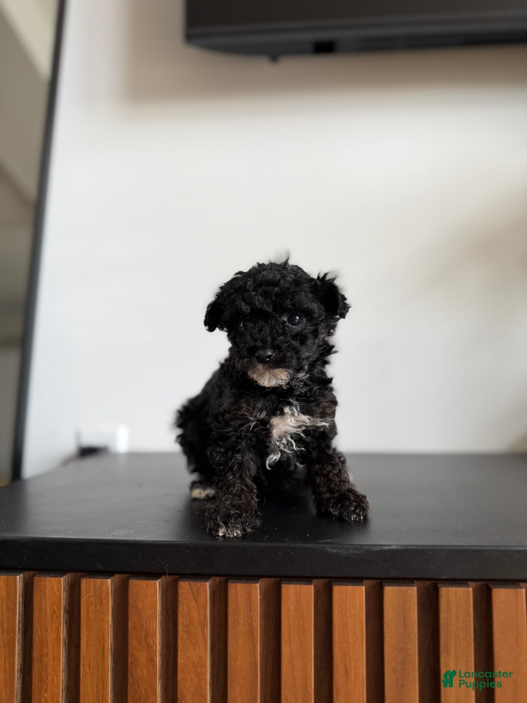 Toy Poodle dogs for sale: Sally teacup - Ad 2