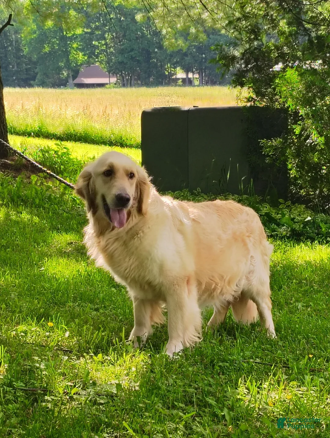 Golden Retriever dogs for sale: Misty - Ad 2