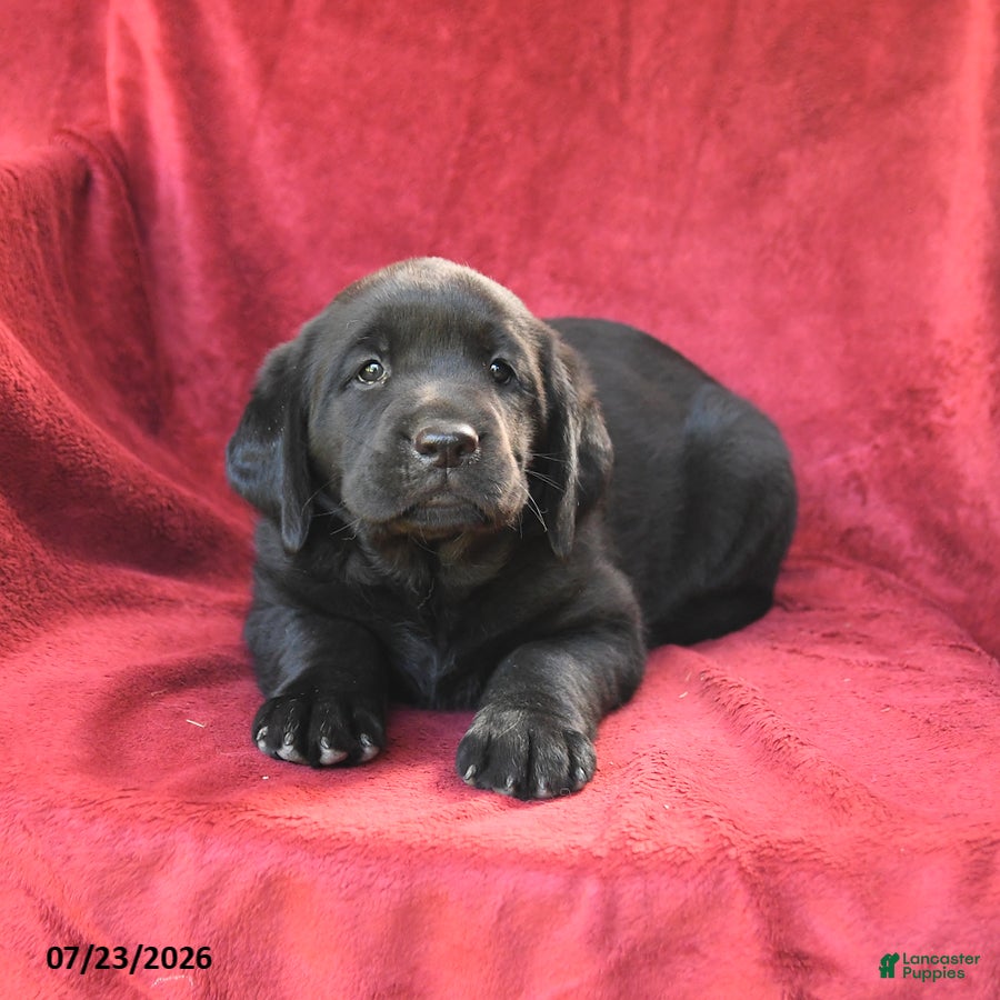 Goldador dogs Crissa - Ad 2