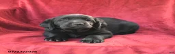 Goldador dogs for sale: Crissa - Ad 2