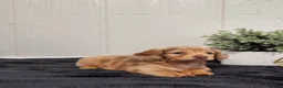 Miniature Dachshund dogs for sale: River - Ad 3