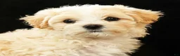 Maltipoo dogs for sale: Angie - Ad 9