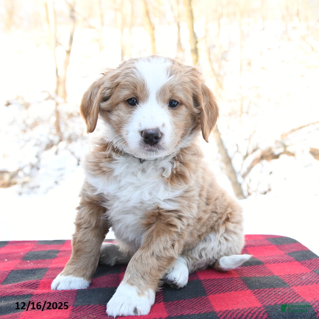 Mini Bernedoodle dogs for sale: Joy - Ad 2