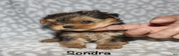 Yorkshire Terrier dogs for sale: Sondra - Ad 4