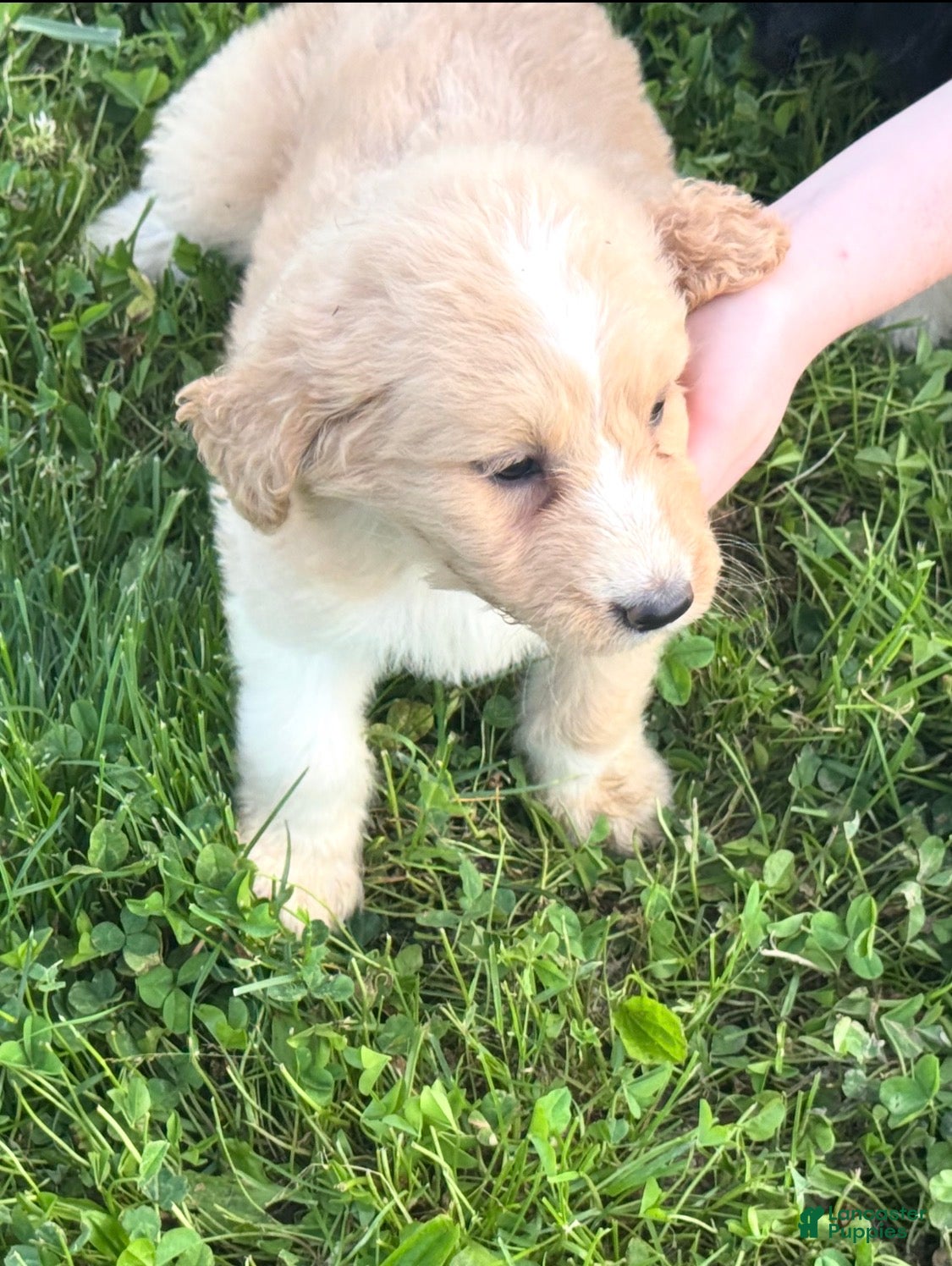 Aussiedoodle dogs Aussiedoodle Puppy 1 - Ad 31