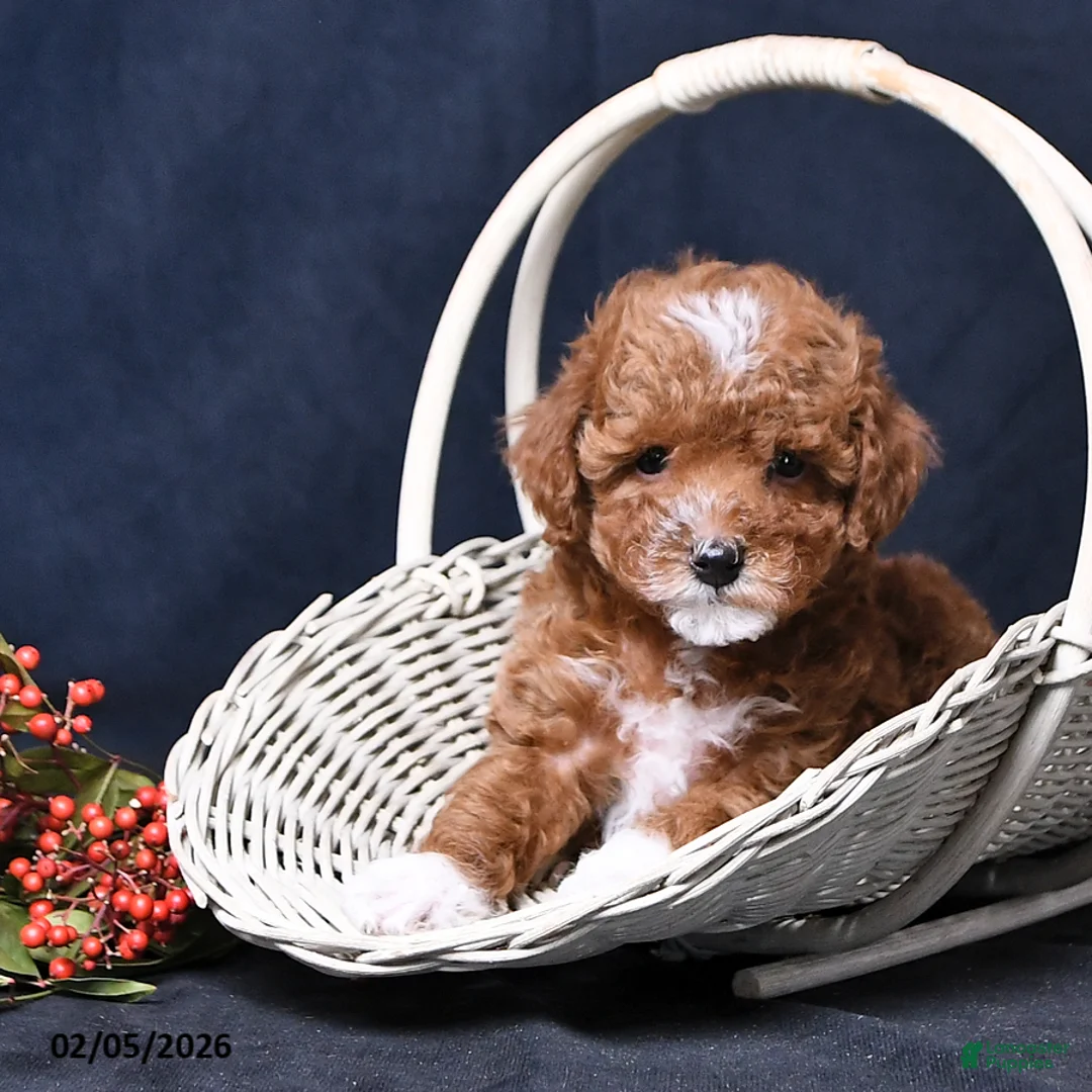 Toy Poodle dogs for sale: Rocky - Ad 2