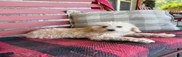 Mixed Breed dogs for sale: Monty - Ad 4
