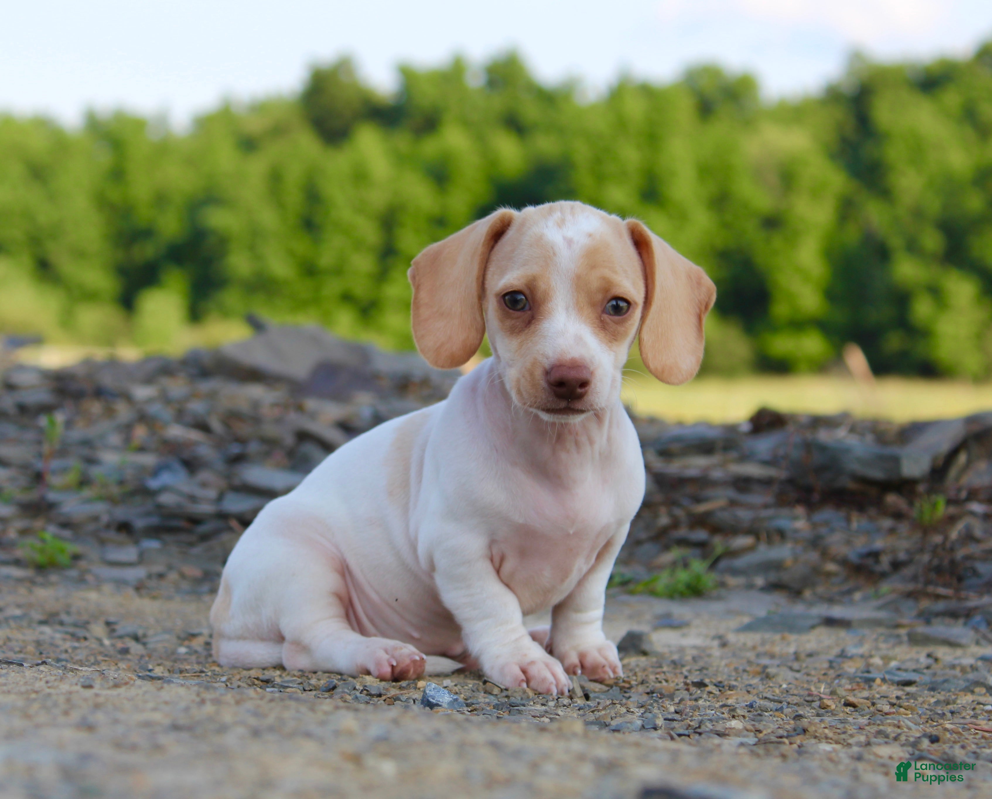 Miniature Dachshund dogs Aspen - Ad 1