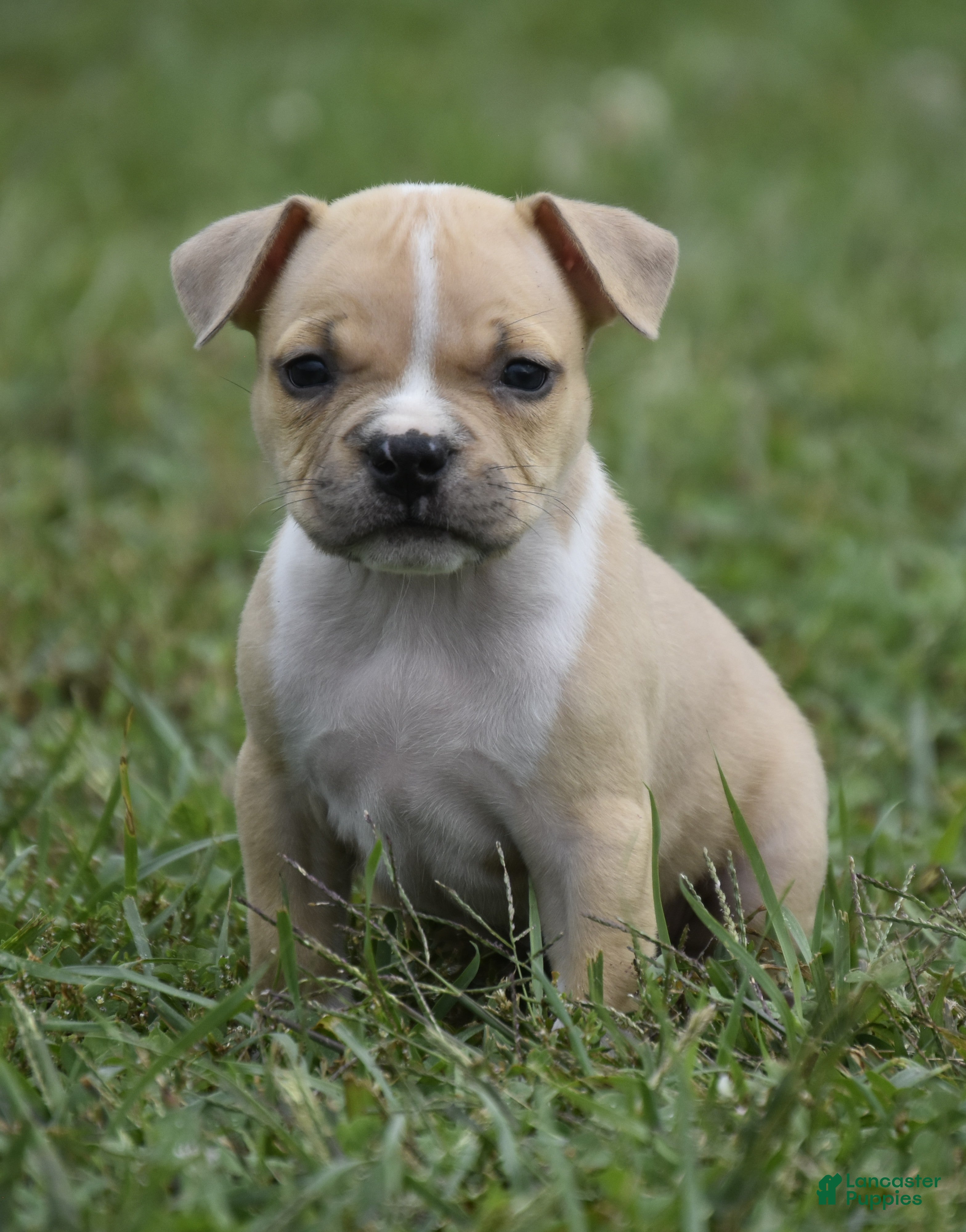 American Bully dogs American Bully 7 - Ad 3