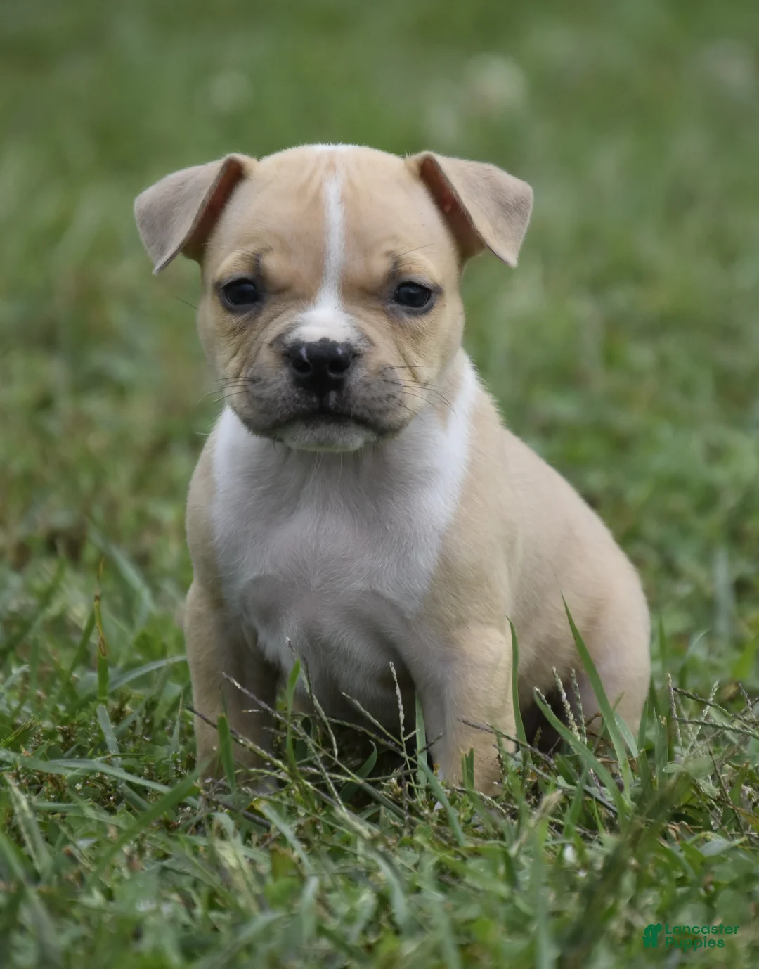 American Bully dogs for sale: American Bully 7 - Ad 1