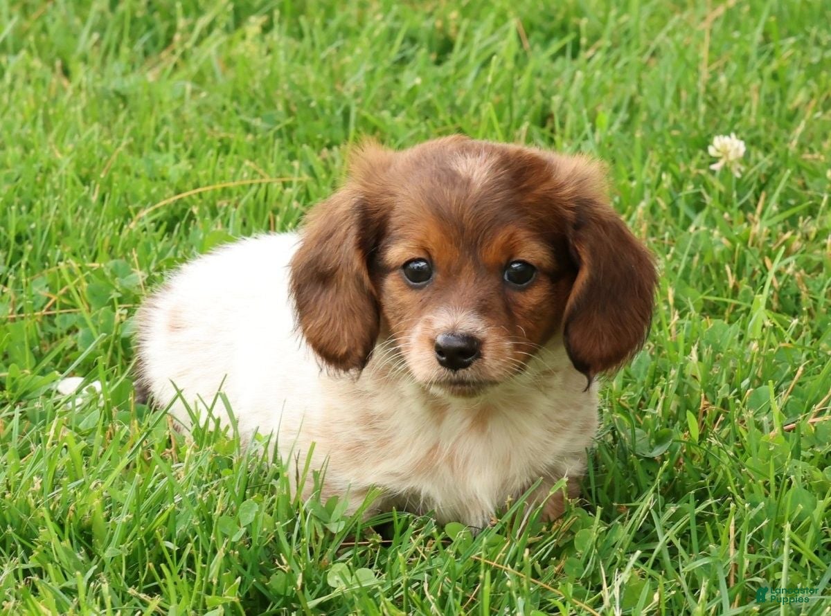 Miniature Dachshund dogs Haven - Ad 1