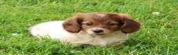 Miniature Dachshund dogs for sale: Haven - Ad 1