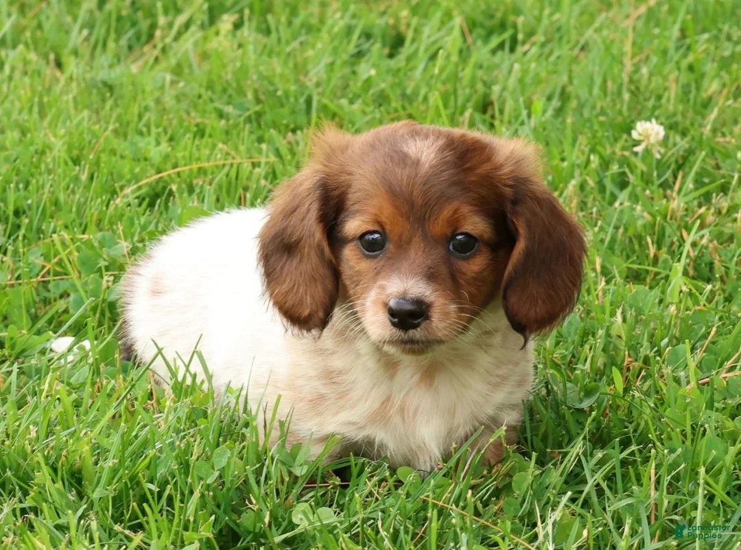 Miniature Dachshund dogs for sale: Haven - Ad 1