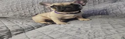 French Bulldog dogs for sale: Purple - Ad 3
