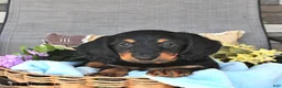 Miniature Dachshund dogs for sale: Artie - Ad 1
