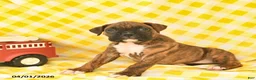 Boxer dogs for sale: Jasper  - Ad 4