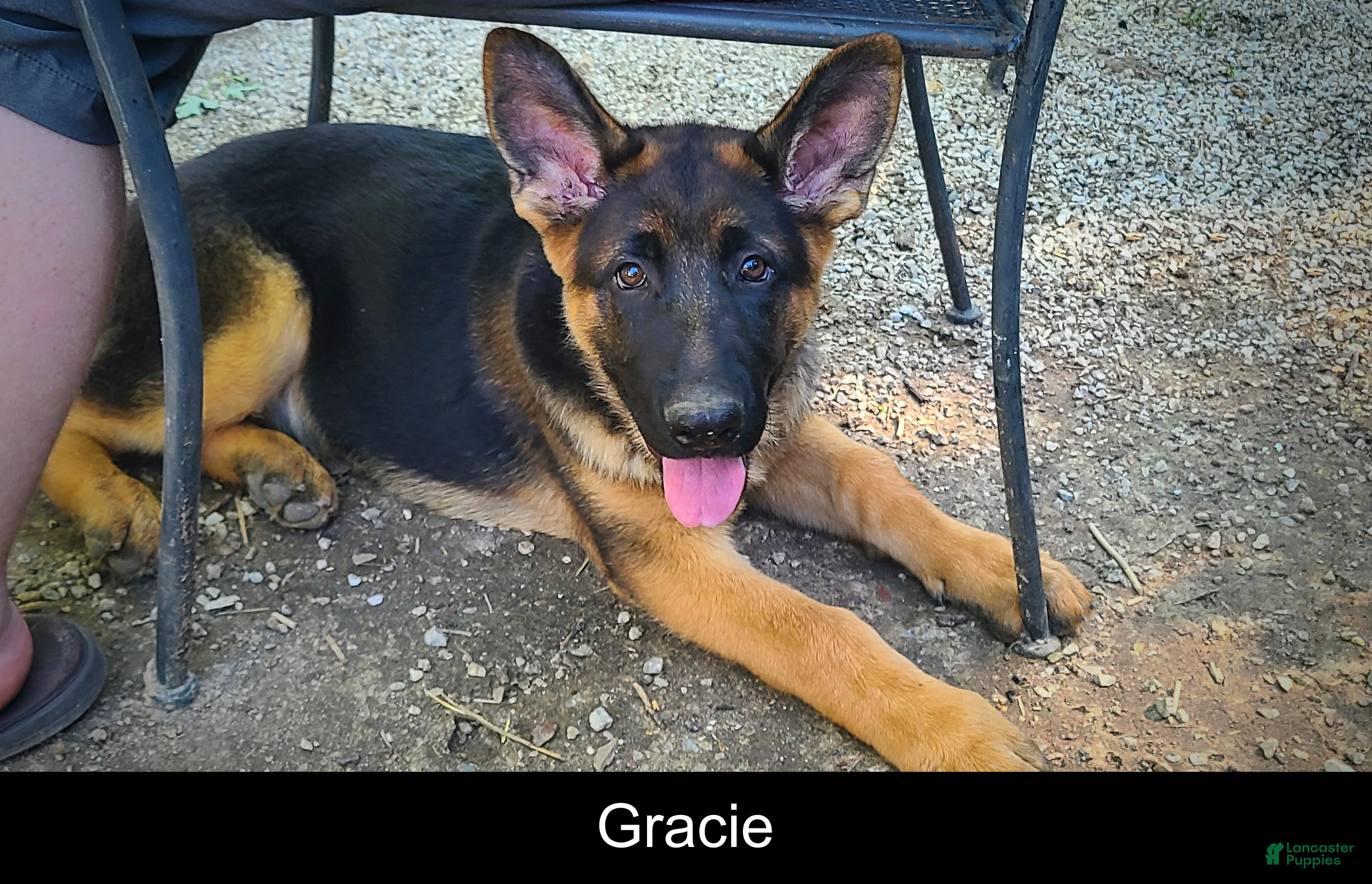 German Shepherd dogs Gracie - Ad 1