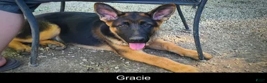 Gracie