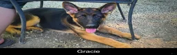 German Shepherd dogs for sale: Gracie - Ad 1