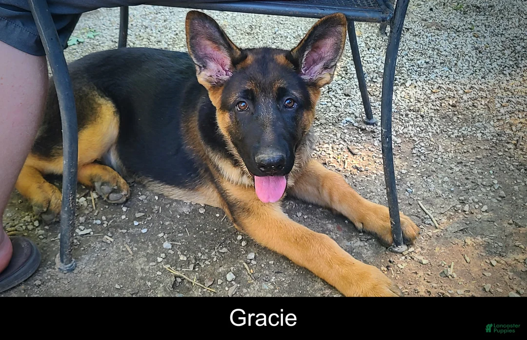 German Shepherd dogs for sale: Gracie - Ad 1