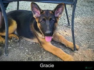 German Shepherd dogs for sale: Gracie - Ad 4