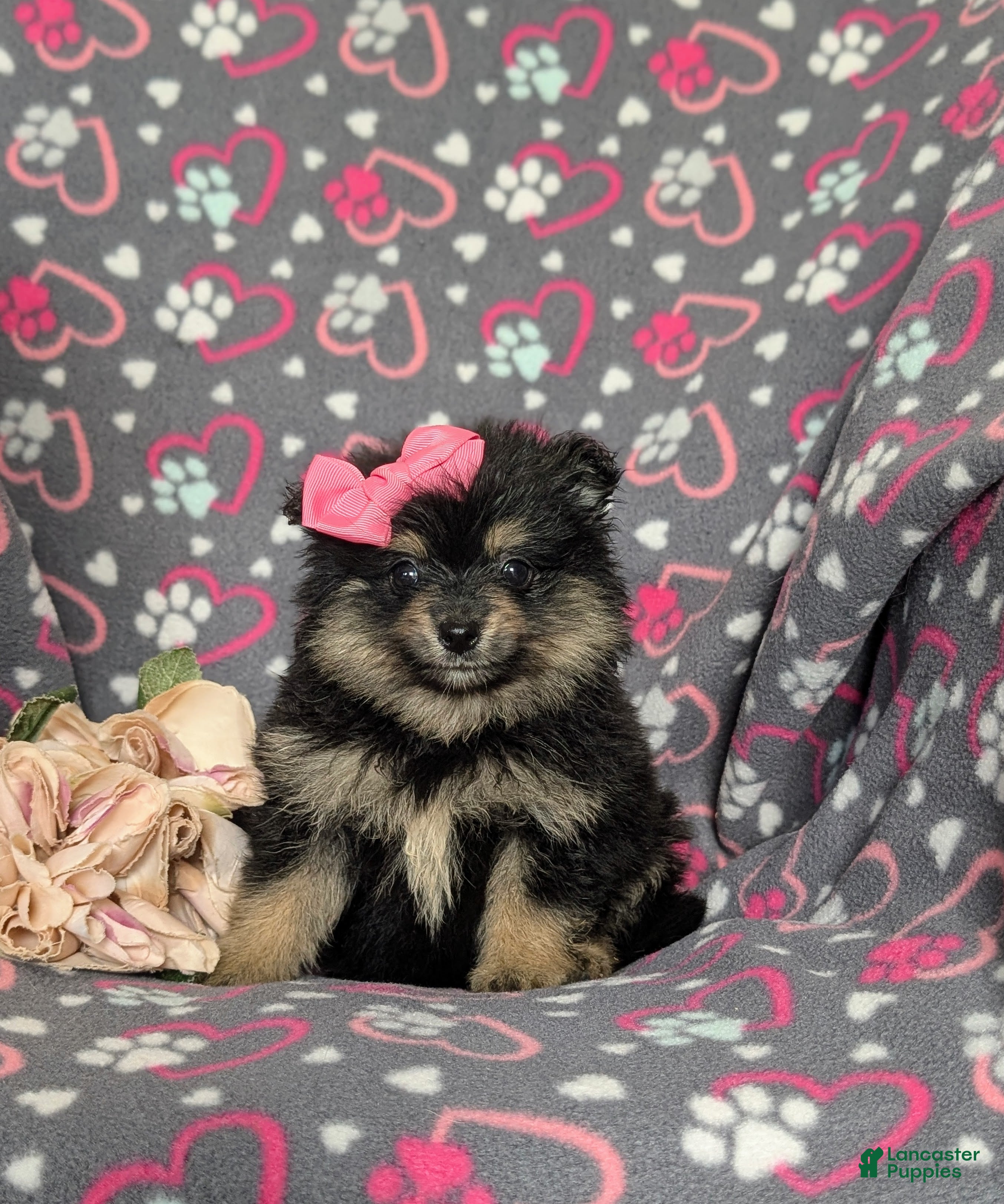 Pomeranian dogs Brooklyn - Ad 1