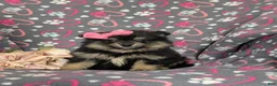 Pomeranian dogs for sale: Brooklyn - Ad 1