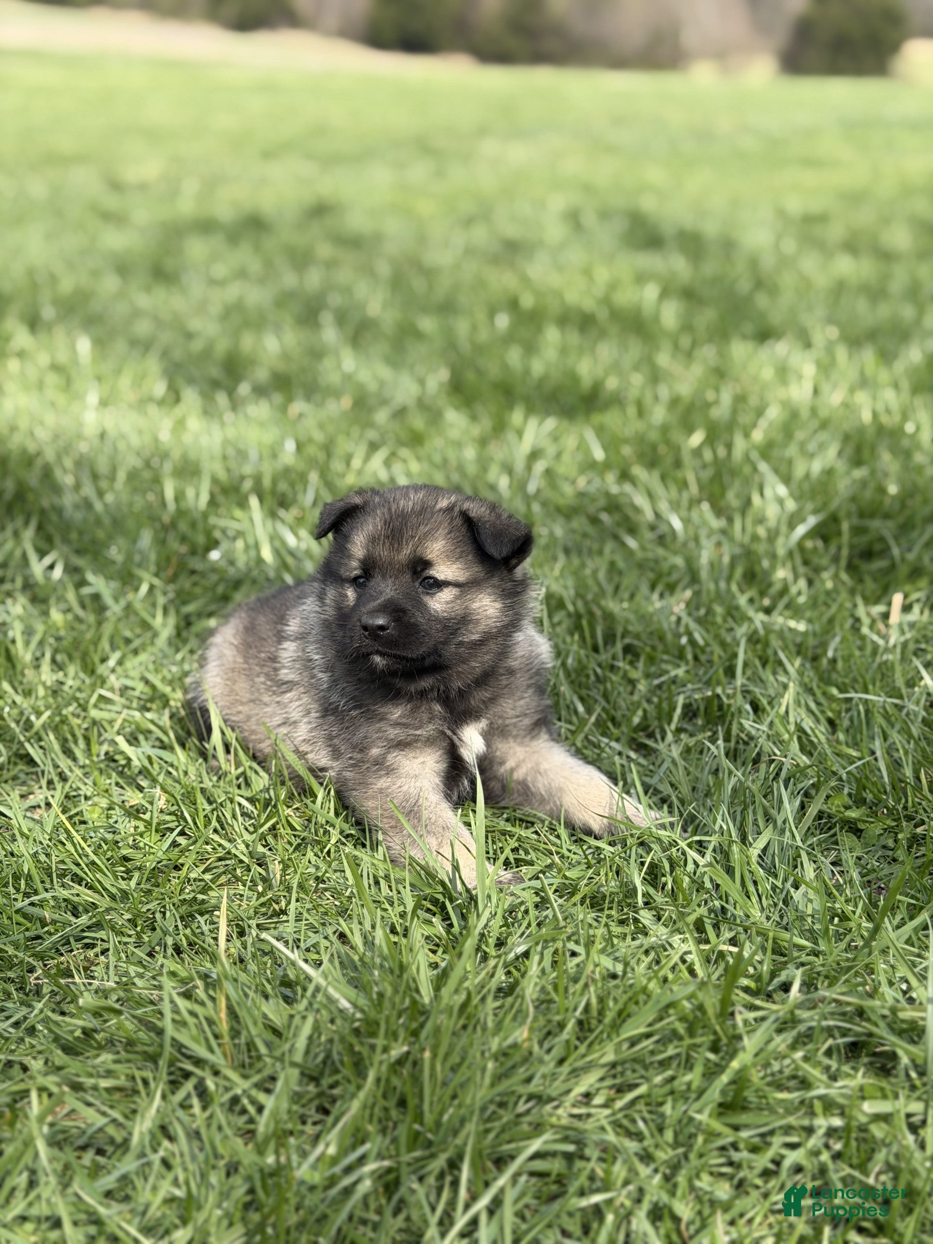Norwegian Elkhound dogs Mr. Black - Ad 2