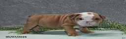 English Bulldog dogs for sale: Jimbo - Ad 3