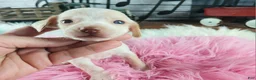 Dachshund dogs for sale: Nationwide delivery. Sugar pies piebald girl chocolate nose - Ad 5