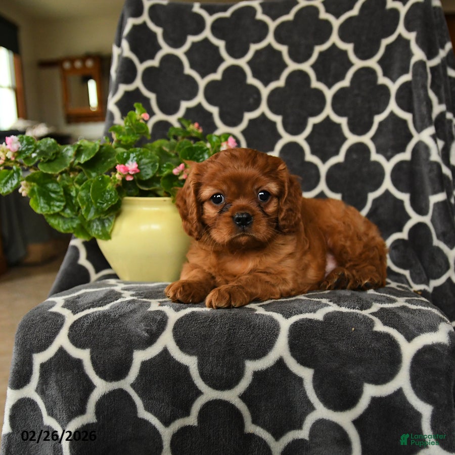 Cavalier King Charles Spaniel dogs Rocket - Ad 2