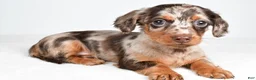Miniature Dachshund dogs for sale: Sage - Ad 7