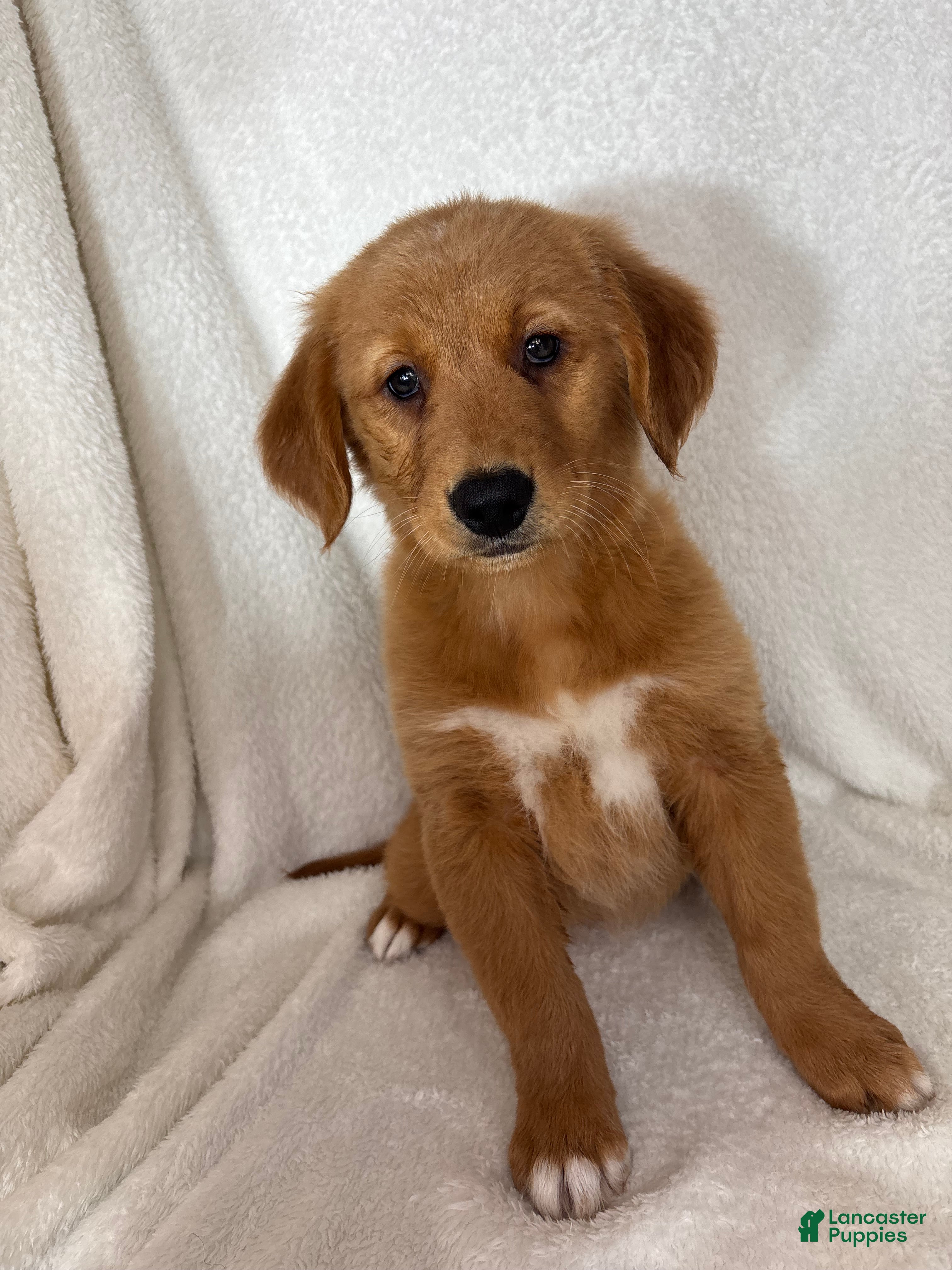 Ginger (Golden Retriever, Female) in Greenfield, IN