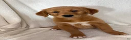 Golden Retriever dogs for sale: Ginger - Ad 1