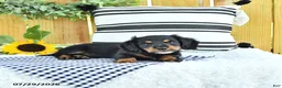 Miniature Dachshund dogs for sale: Chase - Ad 4