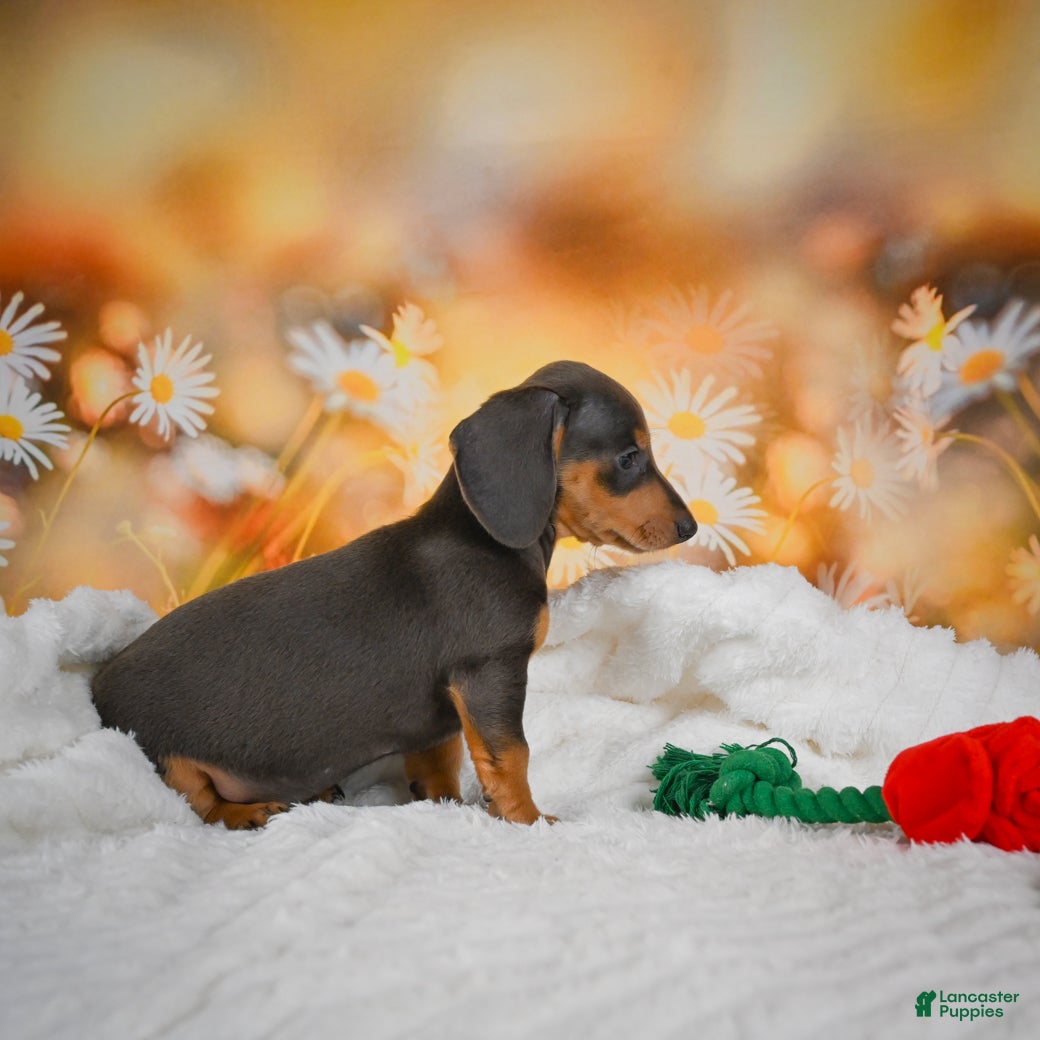 Miniature Dachshund dogs Dinah - Ad 2