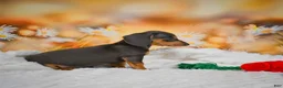 Miniature Dachshund dogs for sale: Dinah - Ad 2