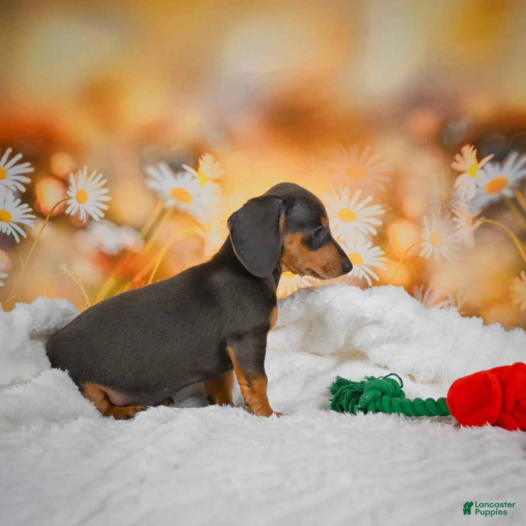 Miniature Dachshund dogs for sale: Dinah - Ad 2