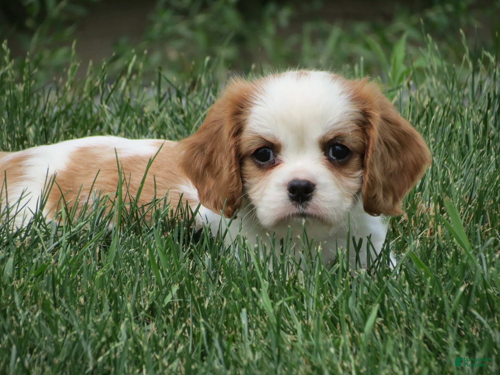 Cavalier King Charles Spaniel dogs Espresso - Ad 1