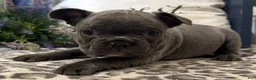 French Bulldog dogs for sale: Franky - Ad 2