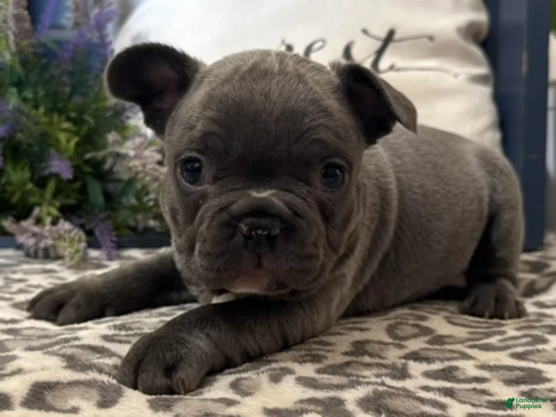 French Bulldog dogs for sale: Franky - Ad 2