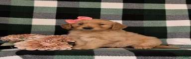 Nadia AKC Registered